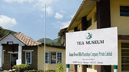 Tea Museum