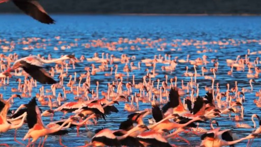 santuarios de aves