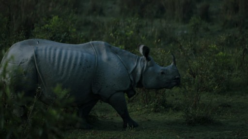 santuarios de vida silvestre en la india