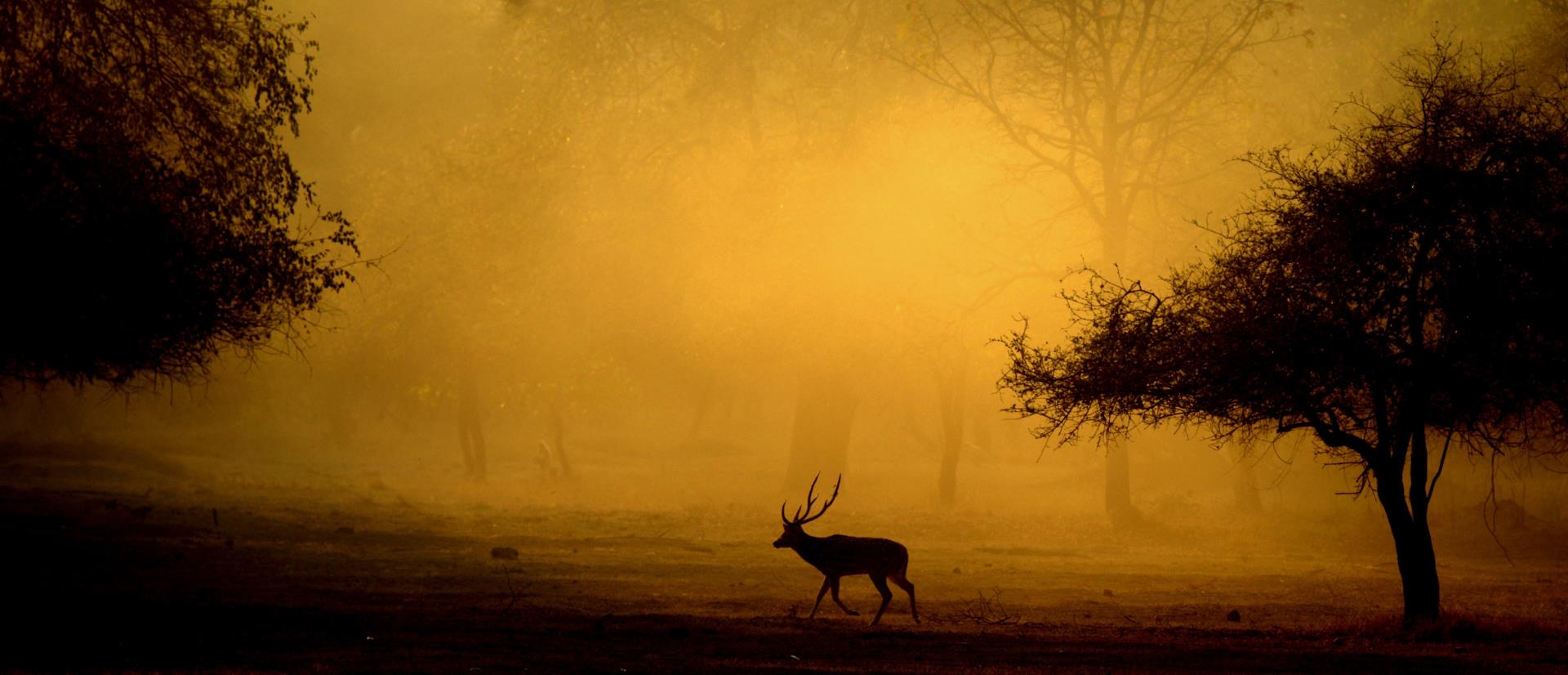 Kanha National Park