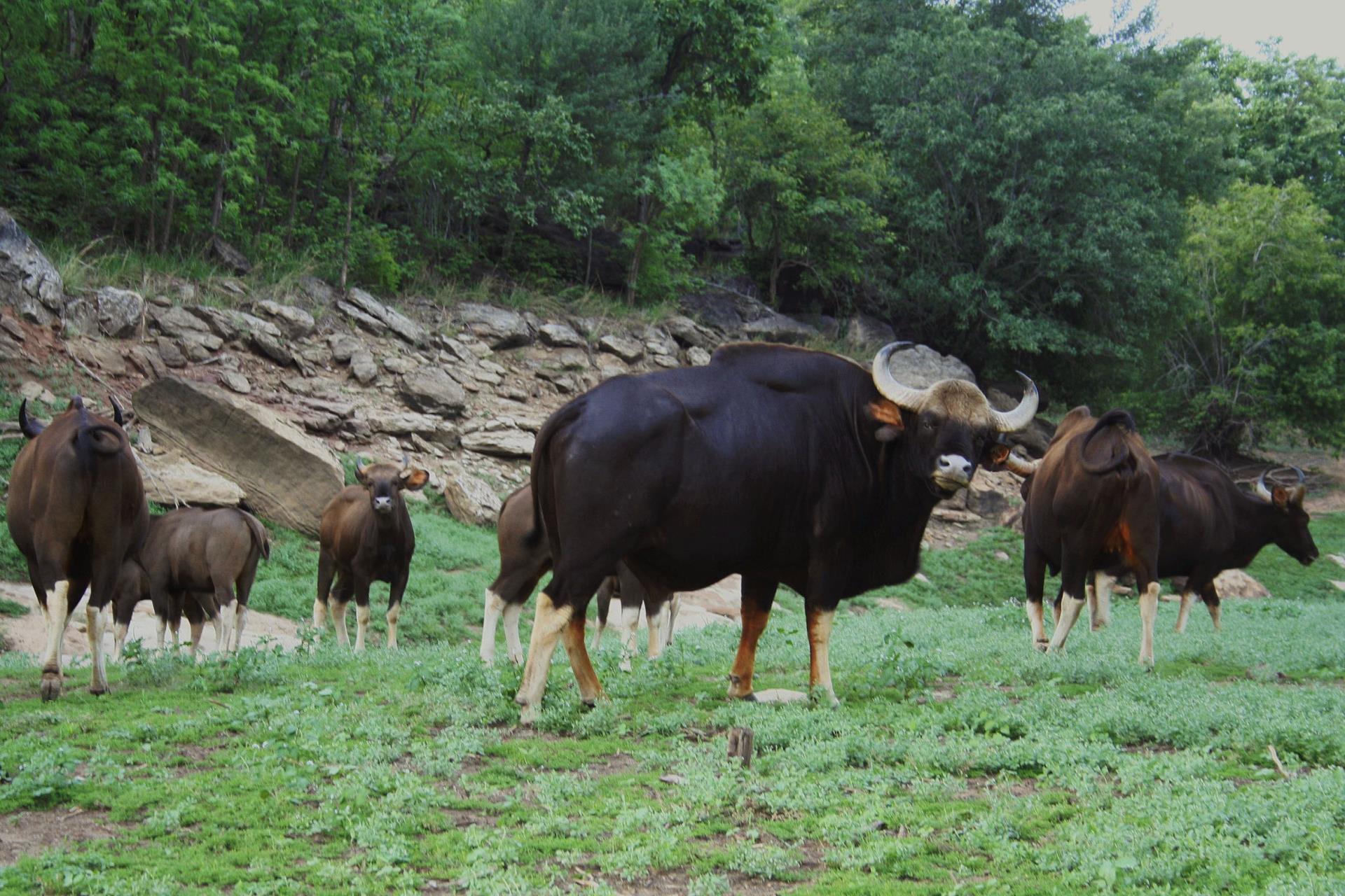 Satpura Tiger Reserve