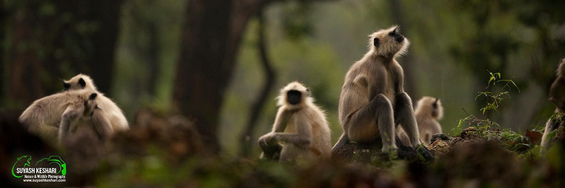 Bandhavgarh National Park 