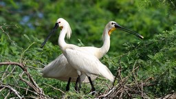 soor sarovar (lago keetham) santuario de pájaros