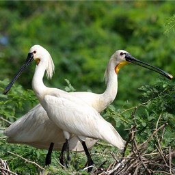 Soor Sarovar (Keetham See) Vogelschutzgebiet 