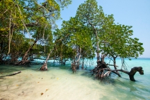 Mangroves of Andaman