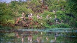 Keoladeo National Park