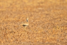 Großes Indisches Trappen-Schutzgebiet von Kutch 