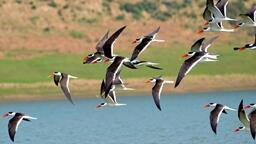 Chambal Wildlife Sanctuary