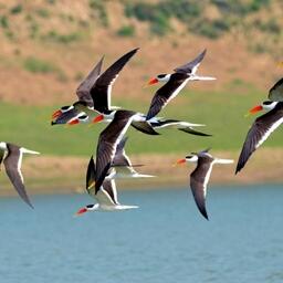 Chambal naturschutzgebiet 