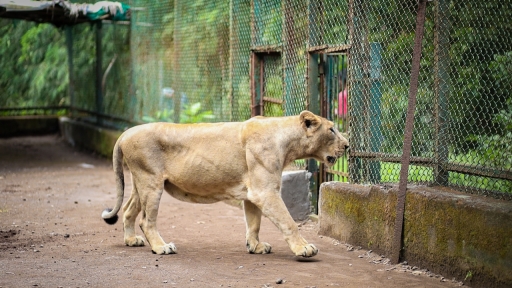 Vasona Lion Safari