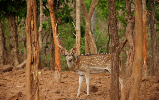 Satmaliya Deer Park