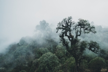 Parc National de Singalila