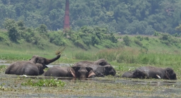 Amchang Tierreservat 