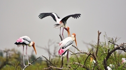 Koonthankulam Vogelschutzreservat 