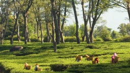 Kasauni Tea Estate