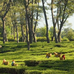 Kasauni Tea Estate