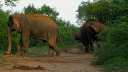 Kaziranga National parc 