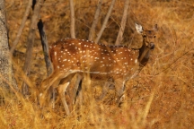 सागरेश्वर वन्यजीव अभयारण्य