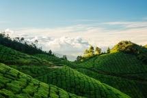 plantación de té kolukkumalai