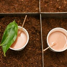 Tea Tasting