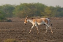 जंगली गधा अभ्यारण्य, कोडा 