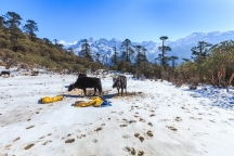 Kanchenjunga National Park