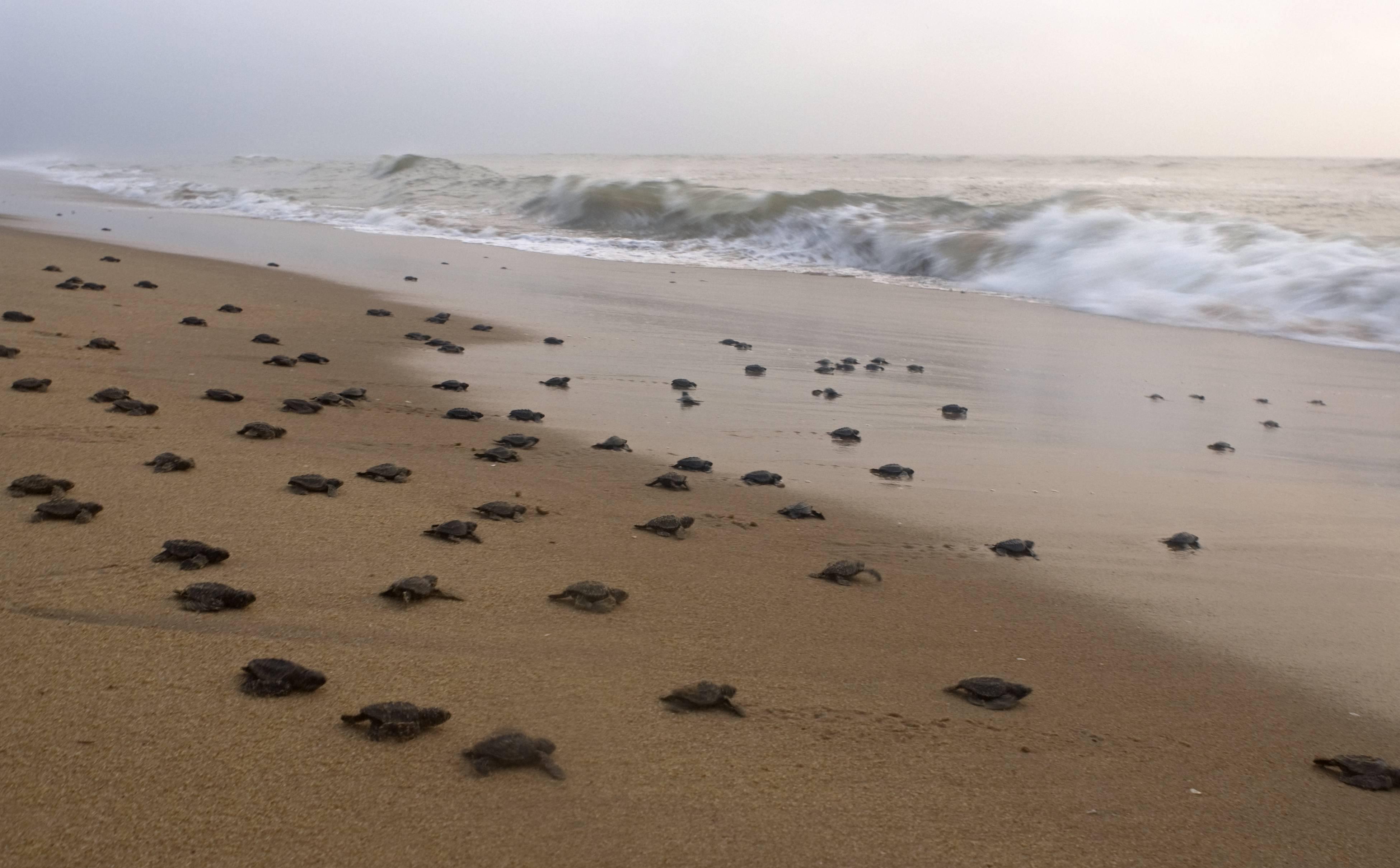 La Plage Balighai 