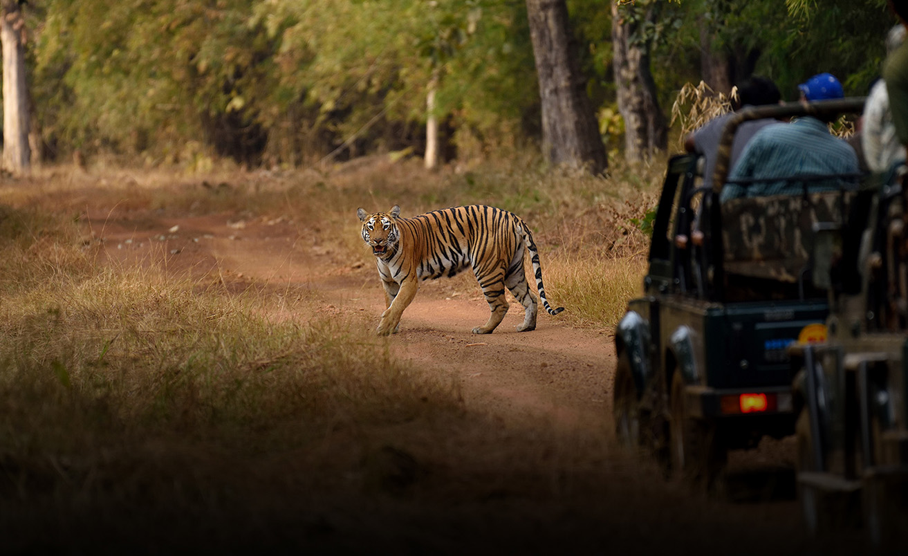 Wildlife Safari