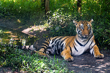 Mahananda Wildlife Sanctuary