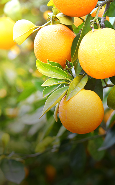 DARJEELING ORANGE FESTIVAL