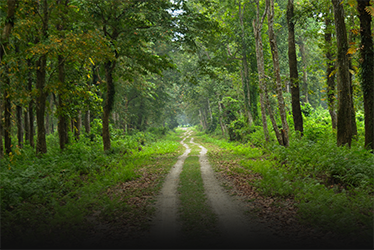 Chilapata Forest