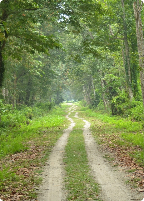 Chilapata FOREST