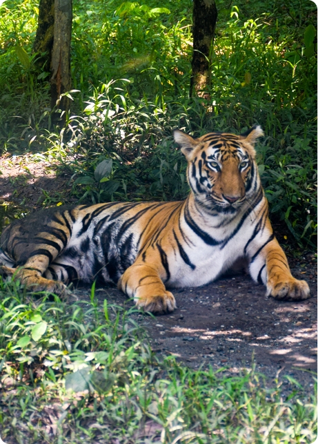 MAHANANDA WILDLIFE SANCTUARY