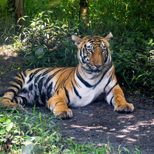 Mahananda Wildlife Sanctuary