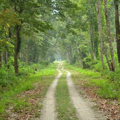 Chilapata Wildlife Sanctuary