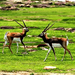 Kaimoor Wildlife Sanctuary