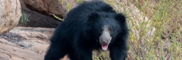 Daroji Sloth Bear Sanctuary