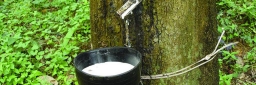 Rubber Plantations in Wandoor