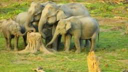 santuario de fauna de manas