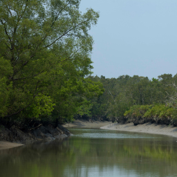 Sundarbans National Park 