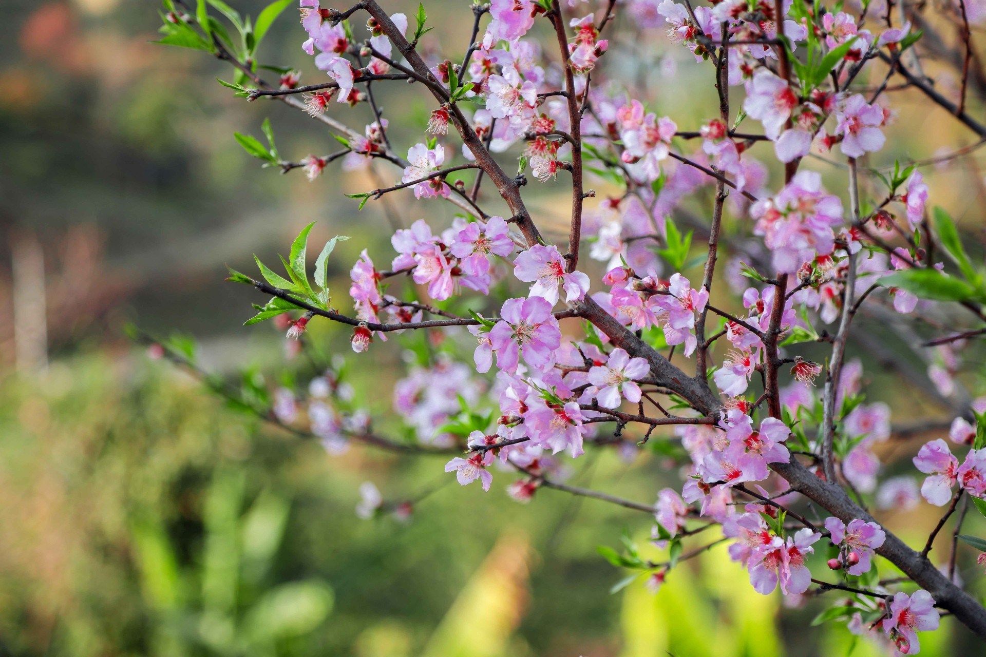 FRÜHLING