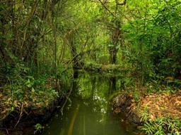 Sanctuaire ornithologique de Kumarakom 