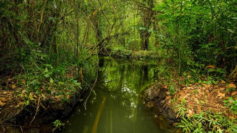 santuario de aves de kumarakom