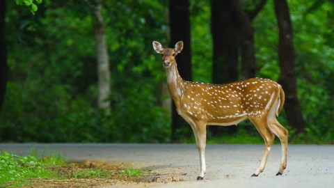 ダンデリ野生生物保護区