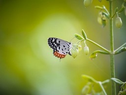 Bannerghatta National Park