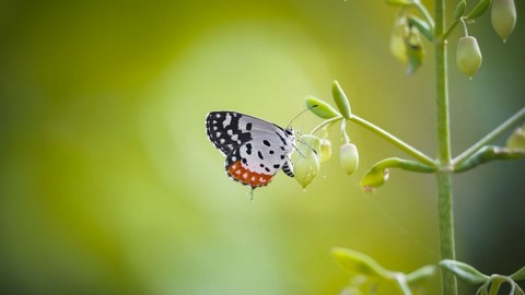 बन्नेरघट्टा जैविक उद्यान प्रकृति, वन्यजीव