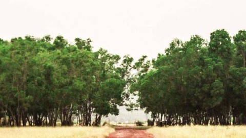 ヘサラガッタ湖（Hesaraghatta Lake）