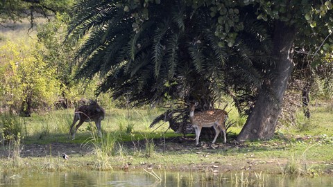 वन विहार 