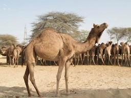 ラクダ繁殖農場