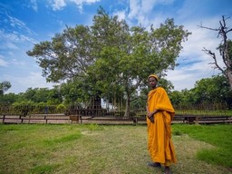 Bodhi tree